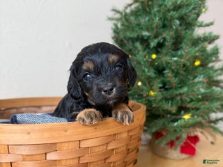 Cavapoo dogs Joy - Ad 31