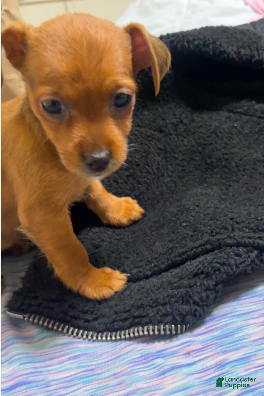 Mixed Breed dogs Mixed Breed Puppy 5 - Ad 18