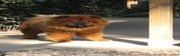 Chow Chow dogs for sale: Black male - Ad 6