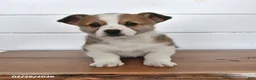Welsh Corgi Pembroke dogs for sale: Toffee - Ad 1