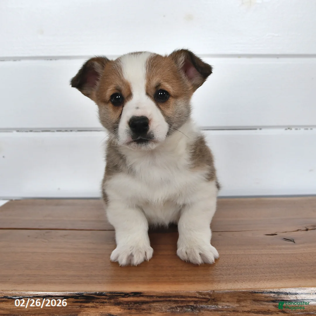 Welsh Corgi Pembroke dogs for sale: Toffee - Ad 1