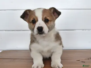 Welsh Corgi Pembroke dogs for sale: Toffee - Ad 3