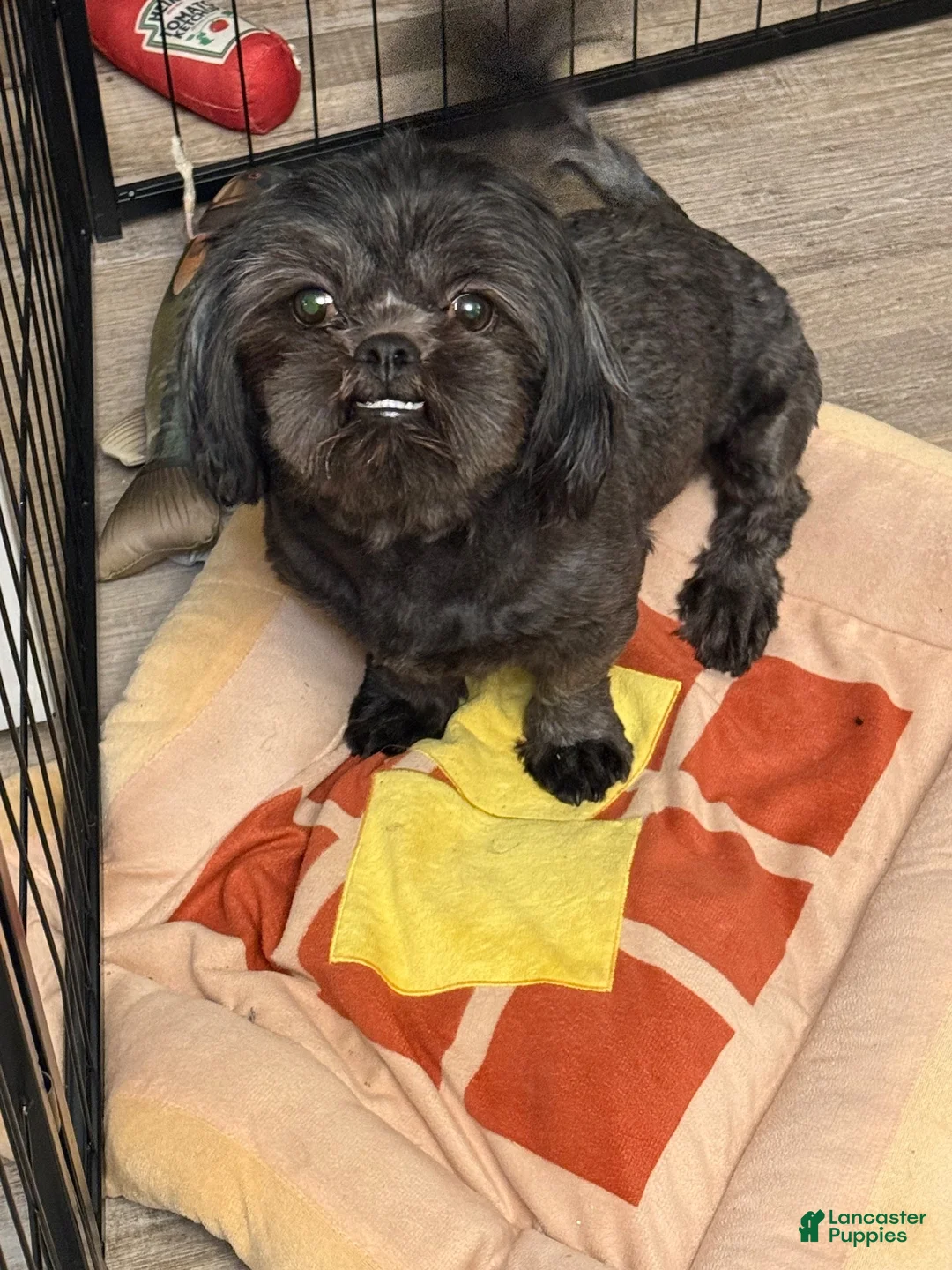 Shih Tzu dogs for sale: Shih Tzu 3 - Ad 2