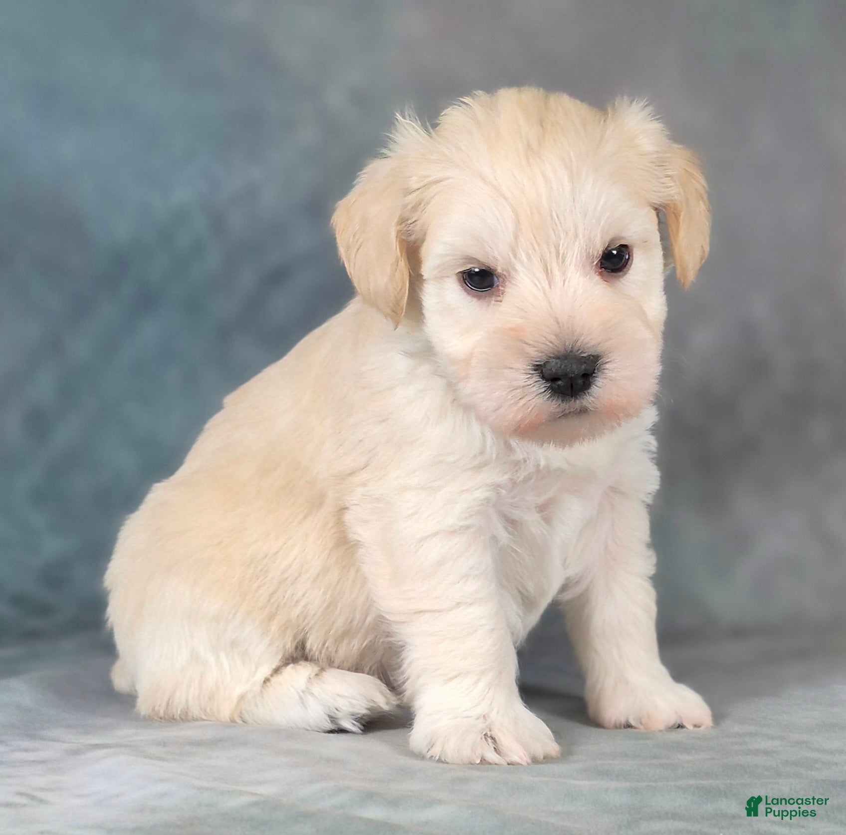 Miniature Schnauzer dogs for sale: Biscuit - Ad 2