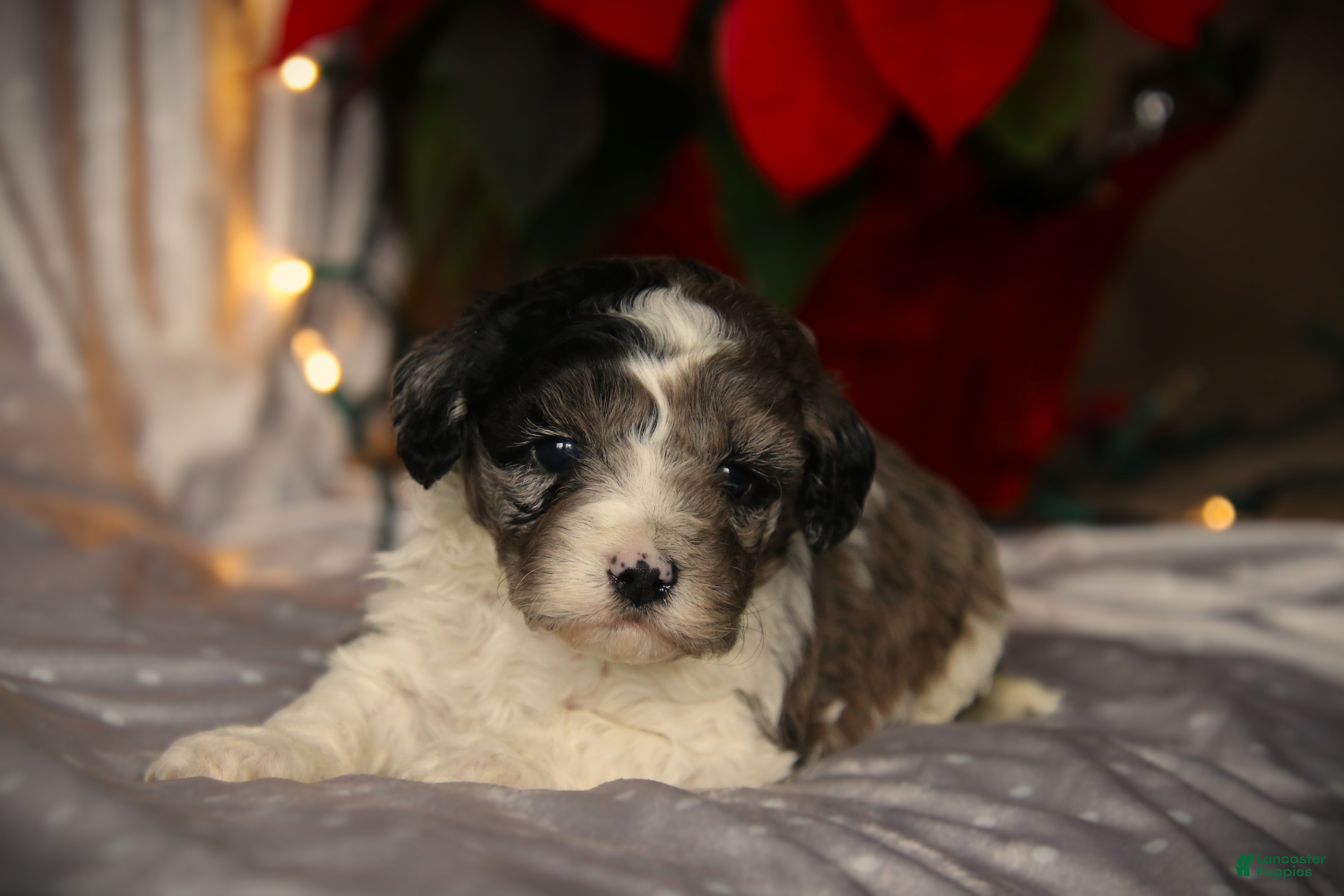 Cockapoo dogs Noelani - Ad 34