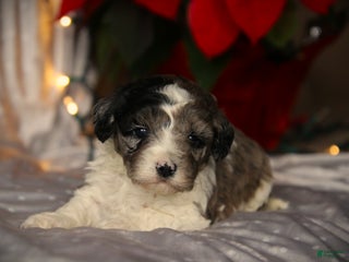 Cockapoo dogs Noelani - Ad 40