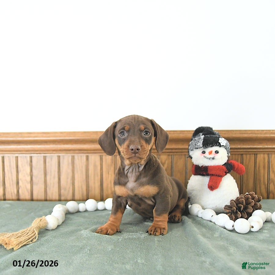 Miniature Dachshund dogs Bailey - Ad 6