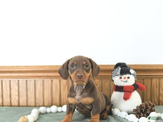 Miniature Dachshund dogs Bailey - Ad 6