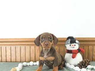Miniature Dachshund dogs Bailey - Ad 6