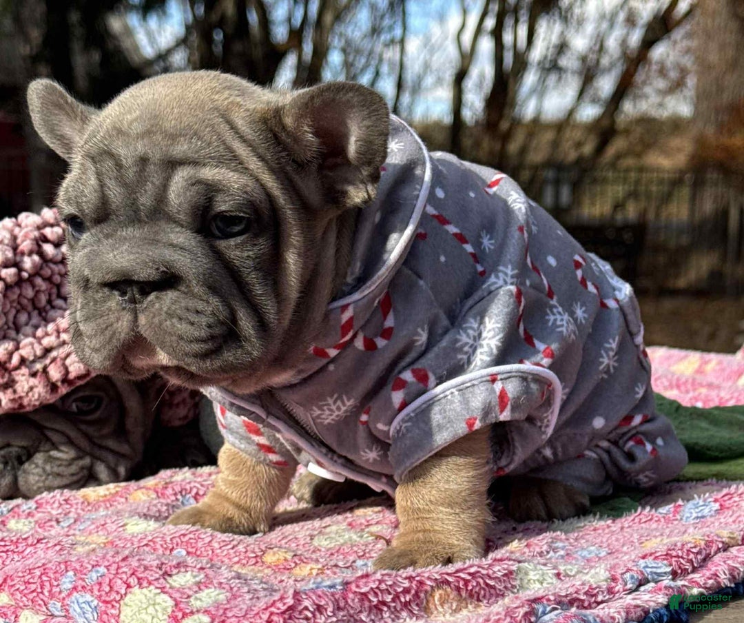 French Bulldog dogs for sale: Plum  - Ad 6