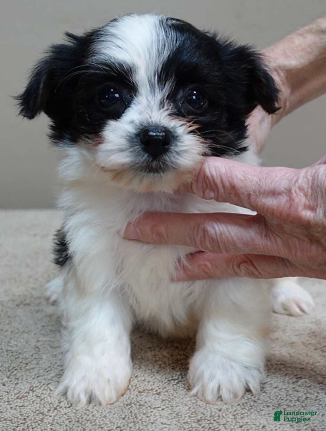 Yorkshire Terrier dogs for sale: Presley dob 10/13 - Ad 4