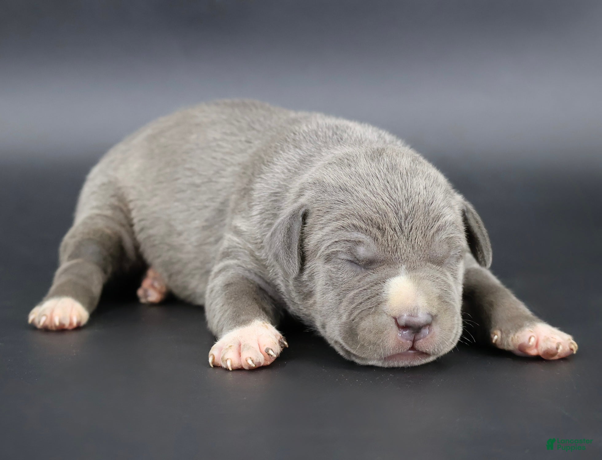 American Bully dogs Rowena - Ad 1