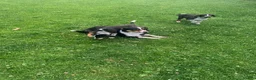 Mixed Breed dogs for sale: Lucky  - Ad 6