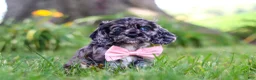 Cocker Spaniel dogs for sale: Gabby - Ad 5