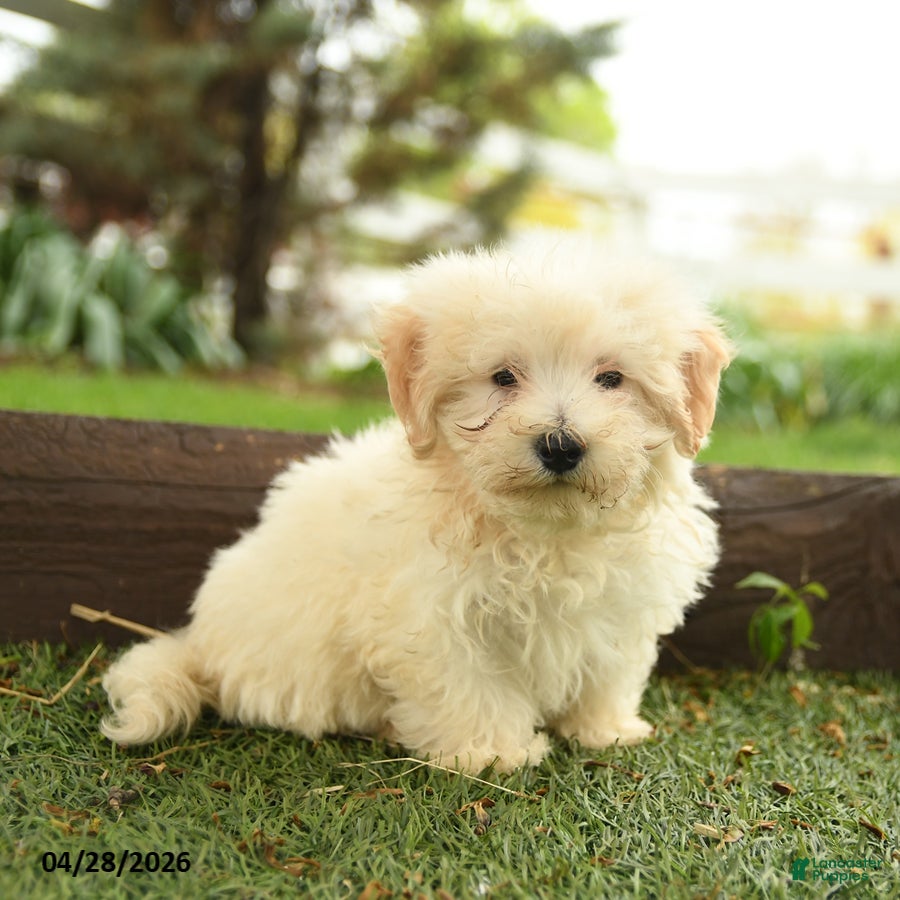 Maltipoo dogs Newton  - Ad 2