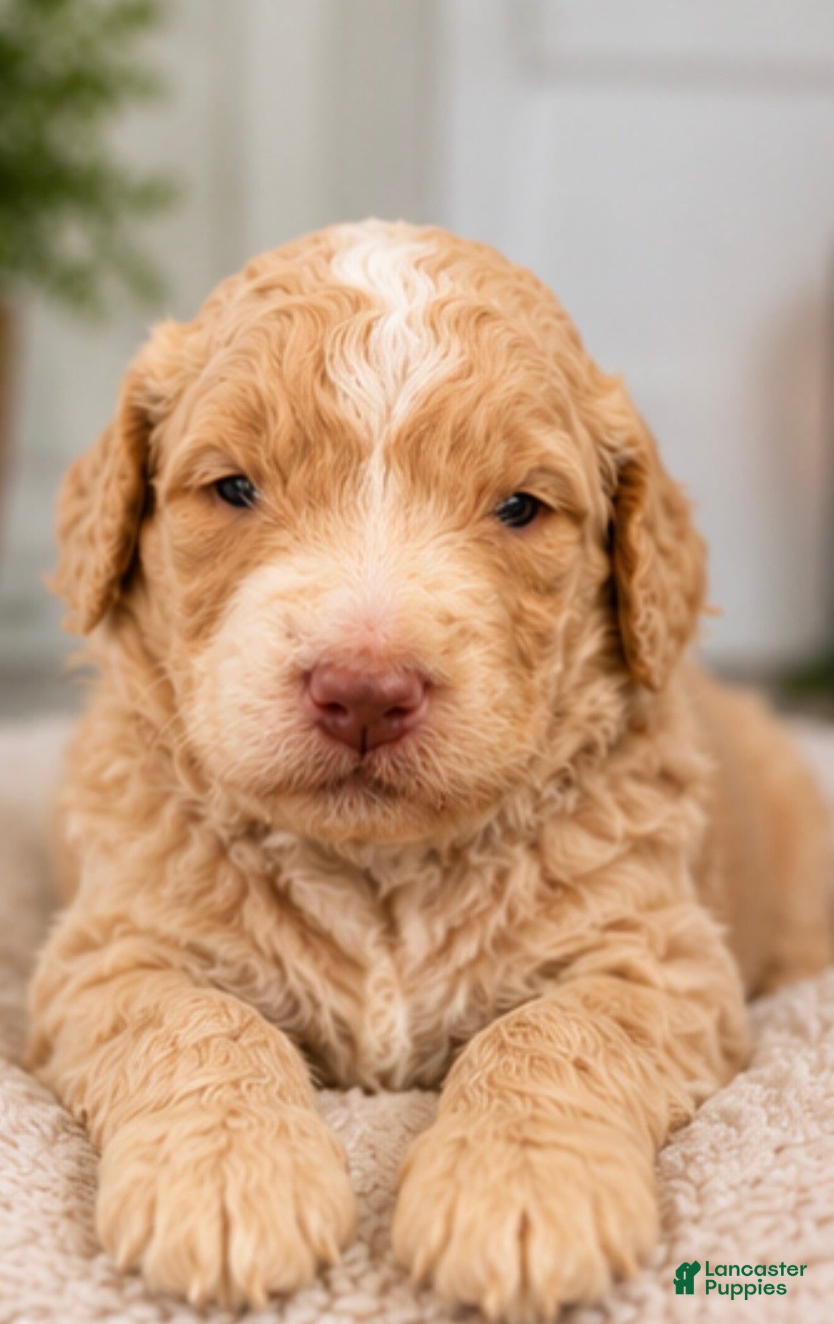 Mixed Breed dogs Dorado - Ad 23