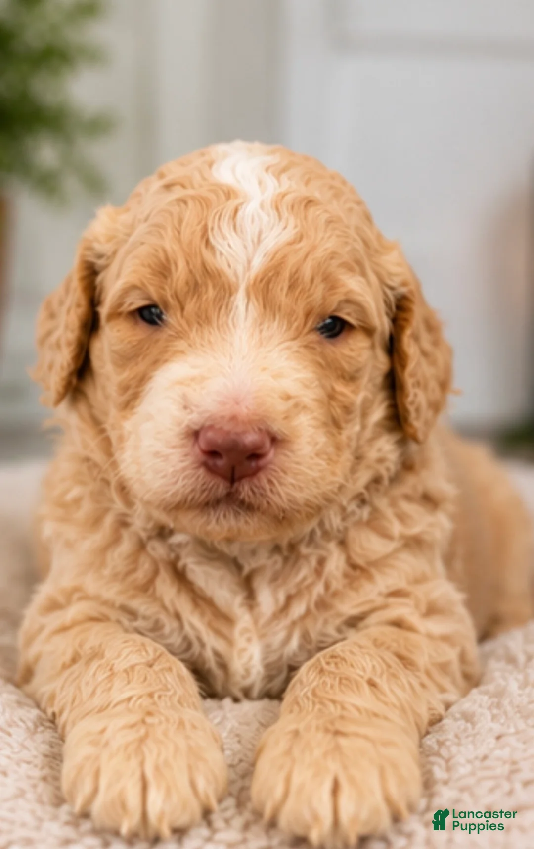 Mixed Breed dogs for sale: Dorado - Ad 1