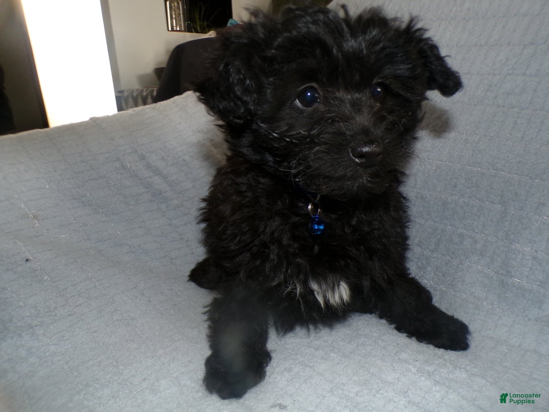 Pomapoo dogs for sale: Pomapoo Puppy 2 Mia - Ad 3