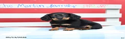 Miniature Dachshund dogs for sale: Amber - Ad 5