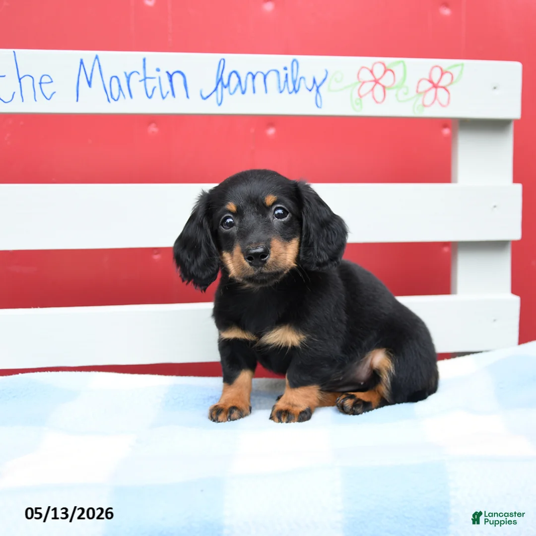 Miniature Dachshund dogs for sale: Amber - Ad 5
