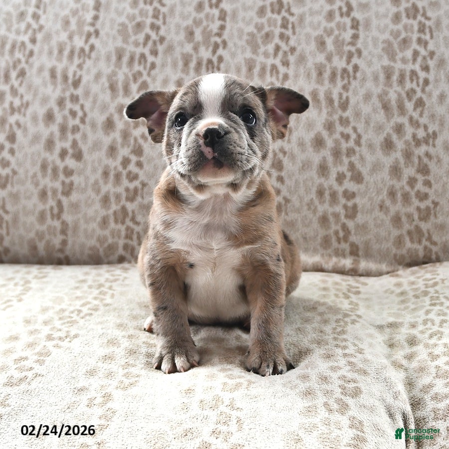 Frenchton dogs Buster - Ad 2