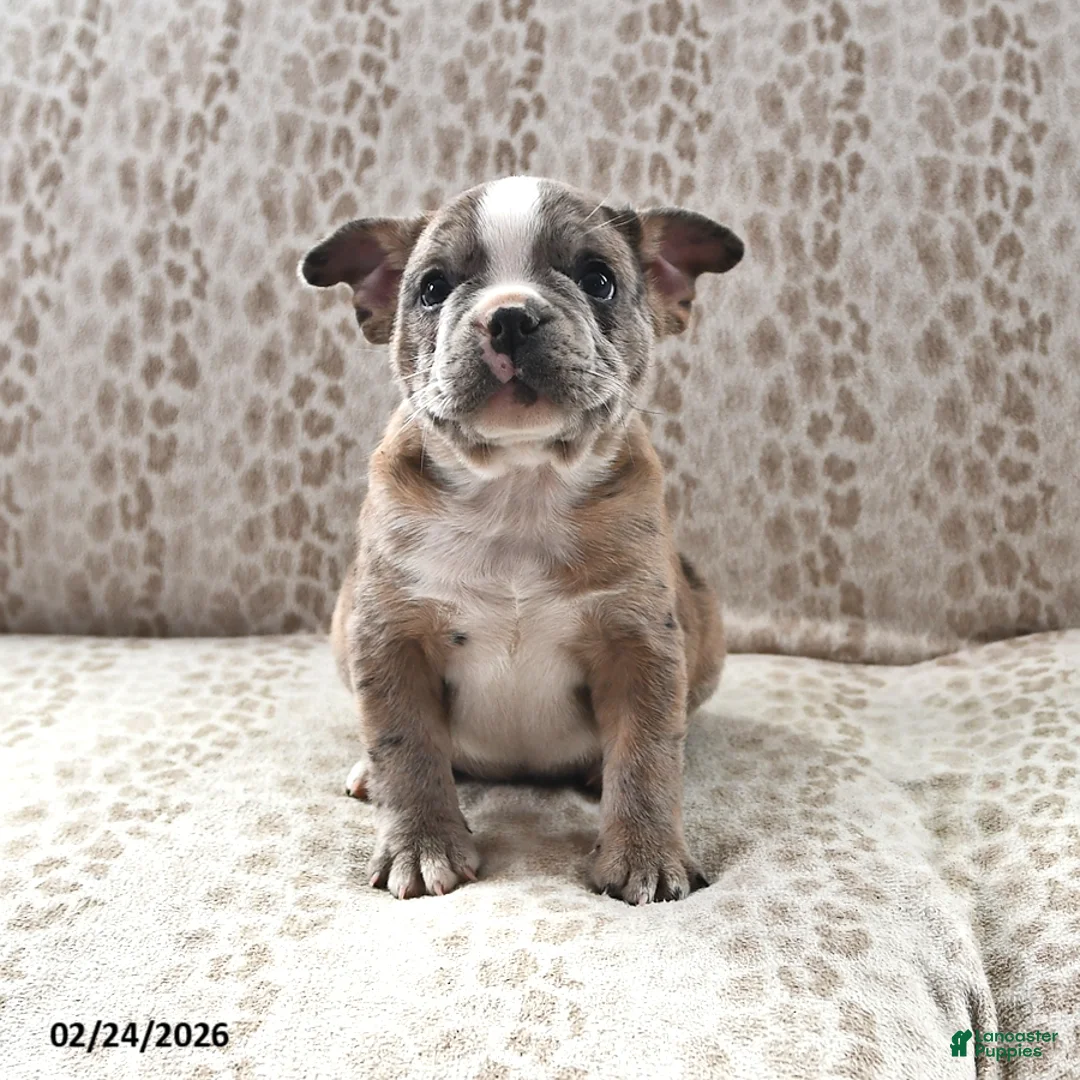 Frenchton dogs for sale: Buster - Ad 2