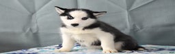 Siberian Husky dogs for sale: Beauty - Ad 2