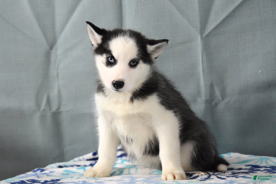 Siberian Husky dogs for sale: Beauty - Ad 2