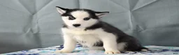 Siberian Husky dogs for sale: Beauty - Ad 2