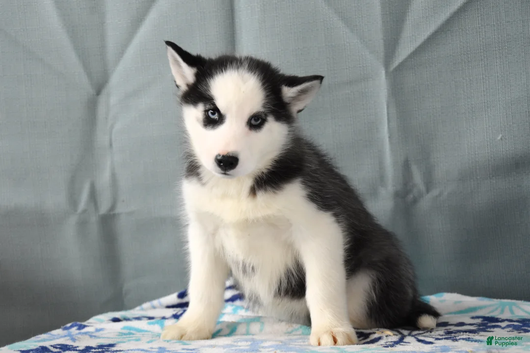 Siberian Husky dogs for sale: Beauty - Ad 2