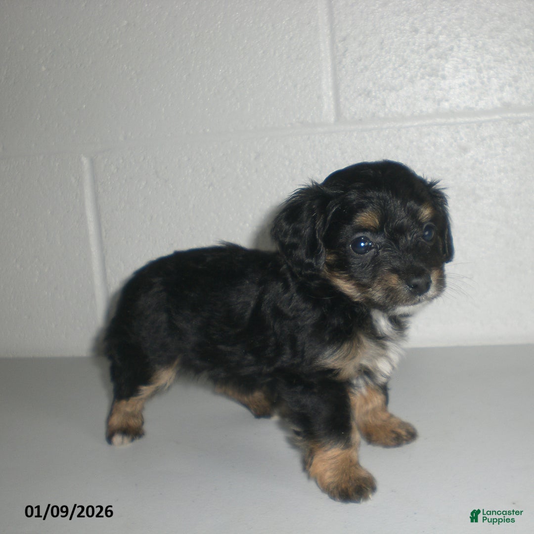 Yorkiepoo dogs for sale: Angie - Ad 19