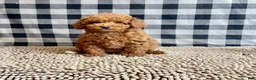 Miniature Poodle dogs for sale: Nancy - Ad 8