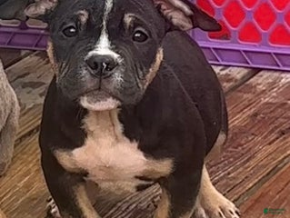 American Bully dogs - Ad 15