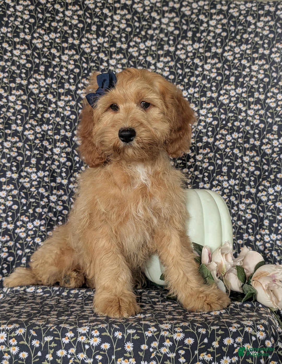 Cockapoo dogs for sale: Kayla - Ad 1