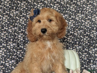 Cockapoo dogs Kayla - Ad 13