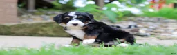 Mini Bernedoodle dogs for sale: Sprite - Ad 5