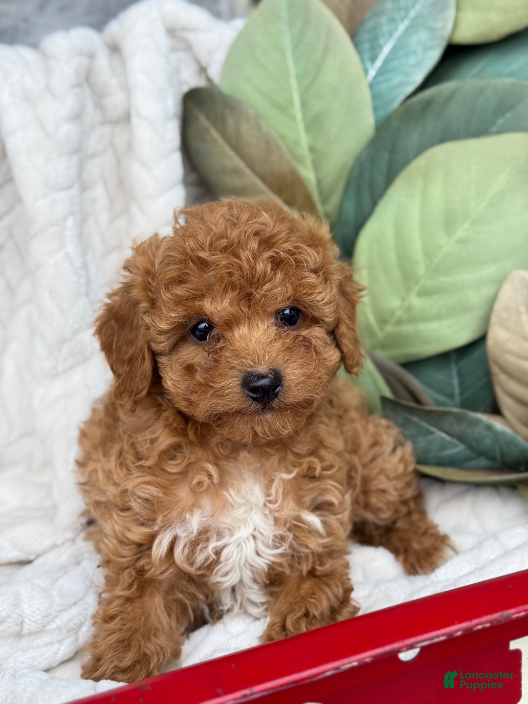 Toy Poodle dogs for sale: Kira - Ad 26