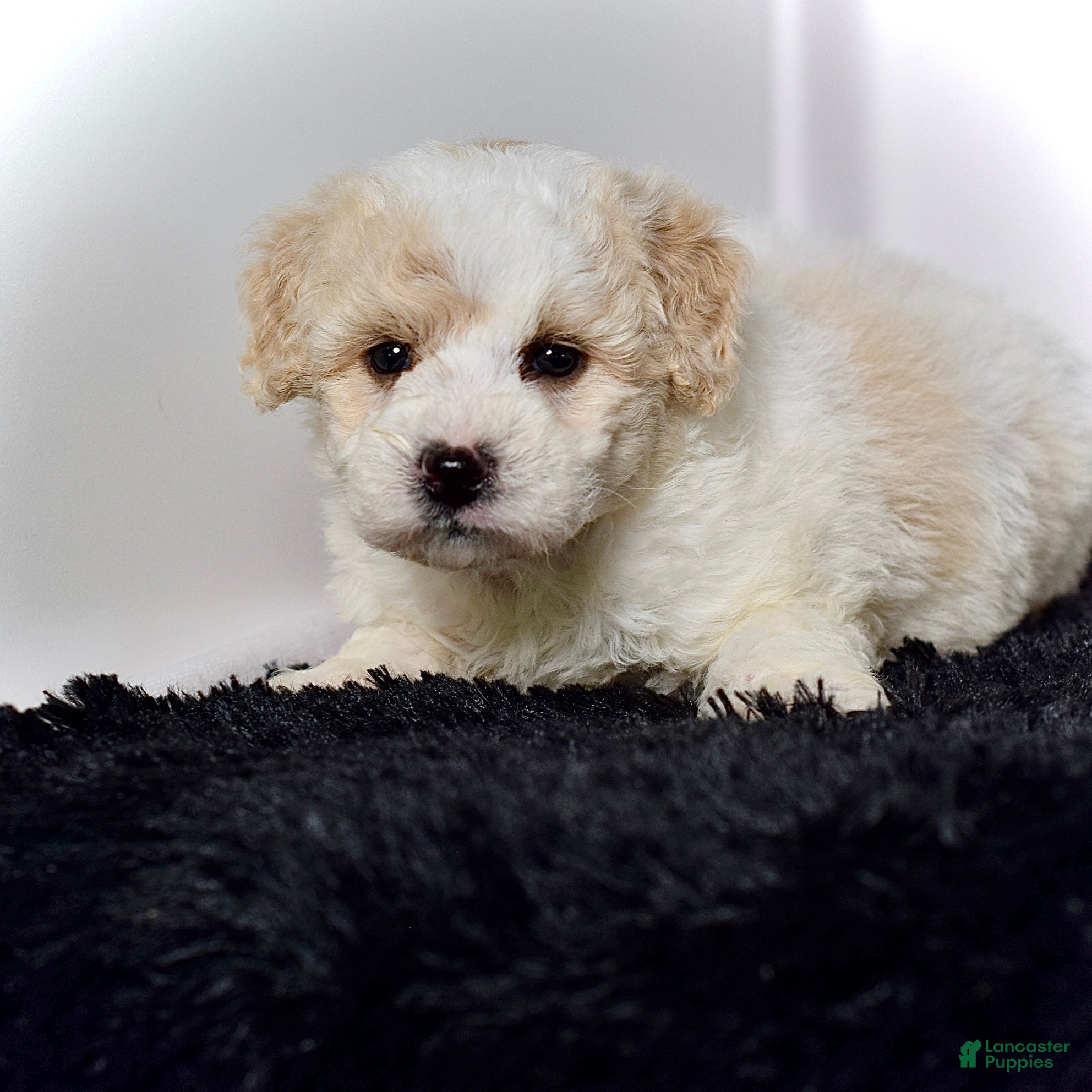 Mini Goldendoodle dogs for sale: Mr. Kaden - Ad 7