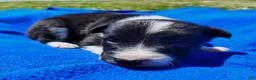 Border Collie dogs for sale: Giligan  - Ad 20