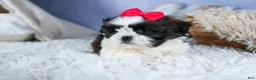 Shih Tzu dogs for sale: HONEY - Ad 12