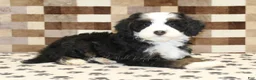 Mini Bernedoodle dogs for sale: Leo - Ad 2