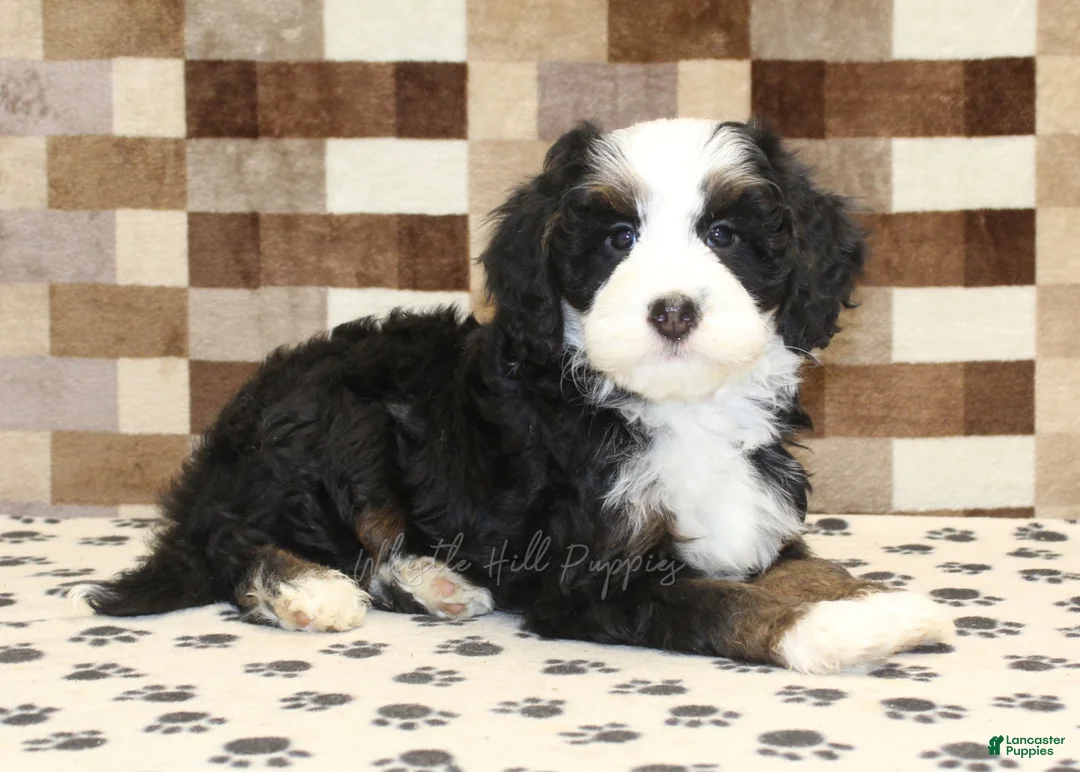 Mini Bernedoodle dogs for sale: Leo - Ad 2