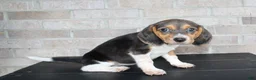 Beagle dogs for sale: Barbie  - Ad 4