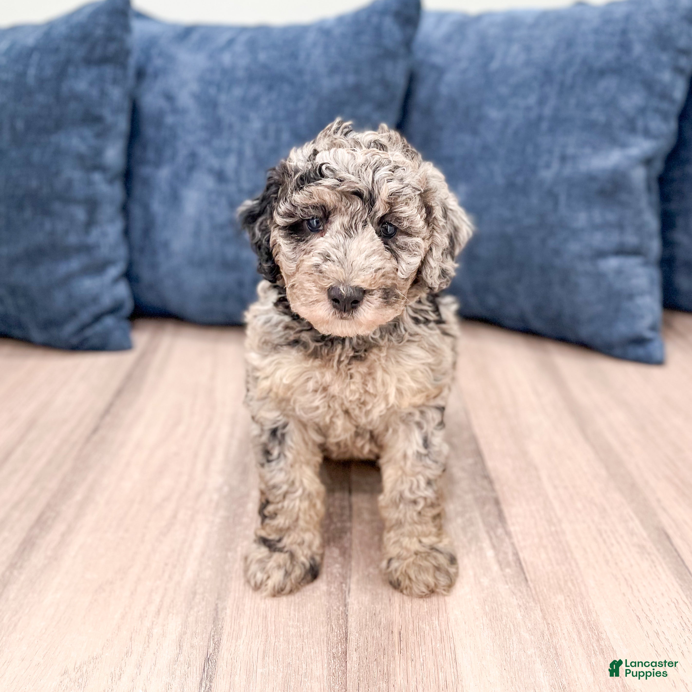 Mixed Breed dogs Nevaeh - Ad 1