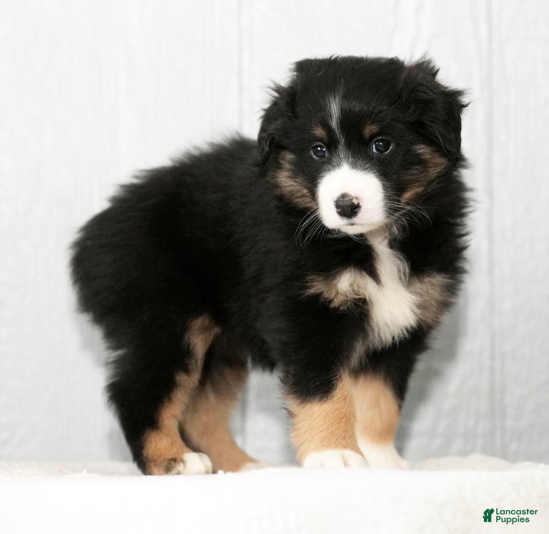 Miniature Australian Shepherd dogs for sale: Debbie - Ad 4