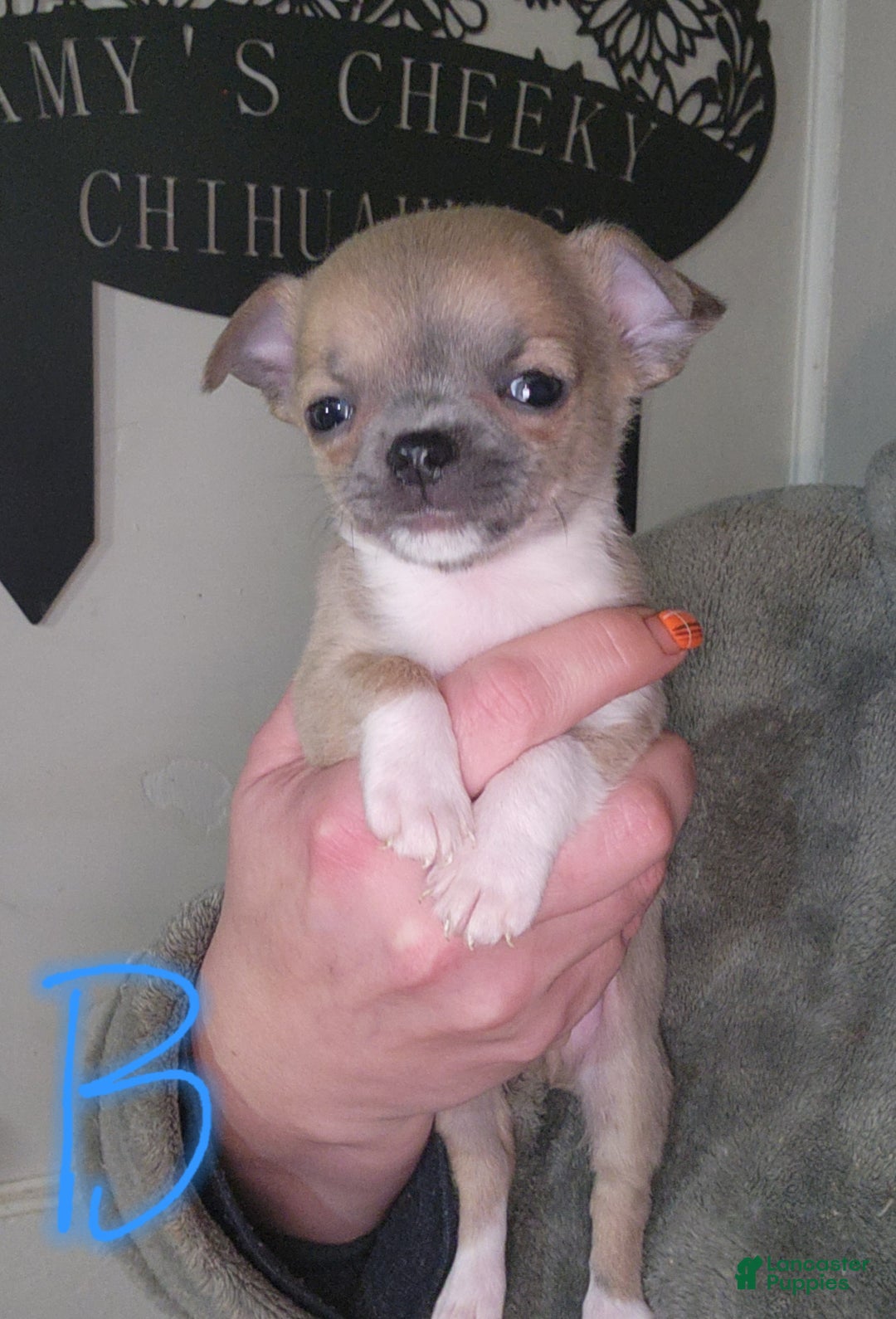 Chihuahua dogs for sale: Black  - Ad 1