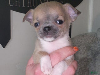 Chihuahua dogs Black - Ad 11