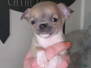 Chihuahua dogs Black - Ad 9