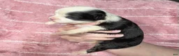 Chihuahua dogs for sale: EllieMay Long Coat  - Ad 2