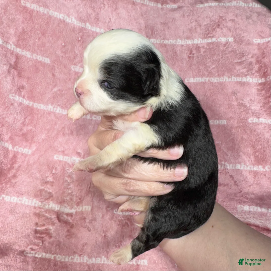 Chihuahua dogs for sale: EllieMay Long Coat  - Ad 2
